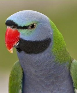 Derbyan Parakeet