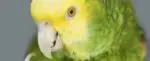 Double Yellow Headed Amazon