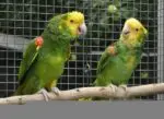 Double Yellow Headed Amazon