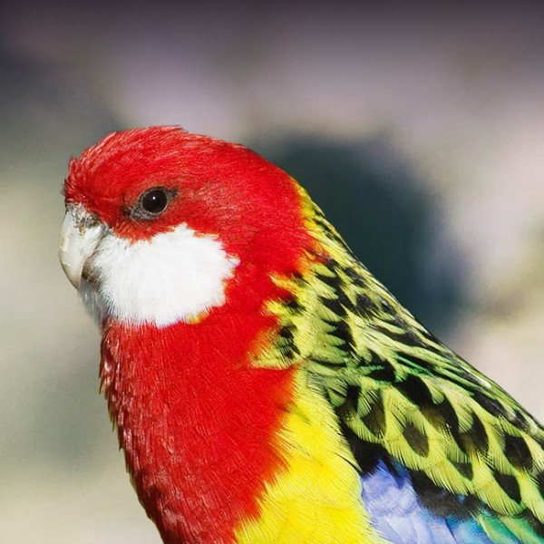 Eastern Rosella