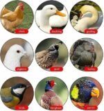 Egg Incubator, 36 Eggs Incubator Automatic Hatching for Chickens Duck Goose Bird Quail Poultry Hatcher Intelligent Control Pull-Out Water Tray