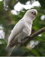 Goffins Cockatoo