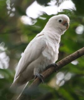 Goffins Cockatoo