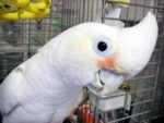 Goffins Cockatoo