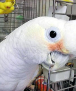 Goffins Cockatoo