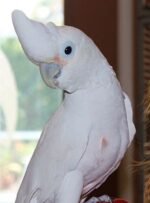 Goffins Cockatoo