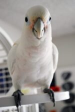 Goffins Cockatoo