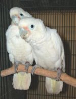 Goffins Cockatoo