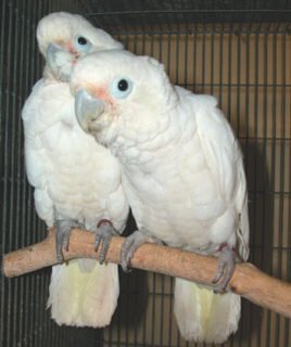 Goffins Cockatoo