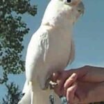 Bare-Eyed Cockatoo