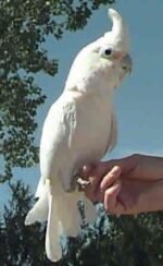 Goffins Cockatoo