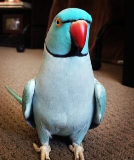 Indian Ringnecks parakeet
