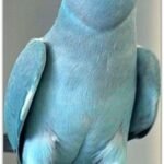 Indian Ringnecks parakeet