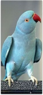 Indian Ringnecks parakeet