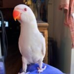 Indian Ringnecks parakeet