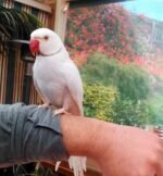 Indian Ringnecks parakeet