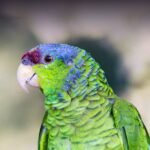 Lilac-Crowned Amazon