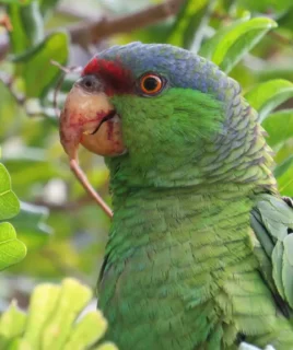 Lilac-Crowned Amazon