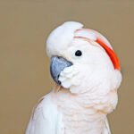 Moluccan Cockatoo