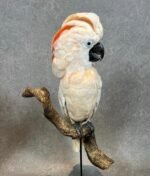 Moluccan Cockatoo