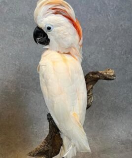 Moluccan Cockatoo