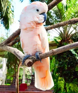 Moluccan Cockatoo