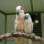 Moluccan Cockatoo