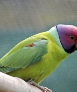 Plum-Headed Parakeet