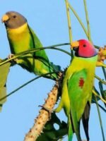 Plum-Headed Parakeet