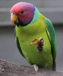 Plum-Headed Parakeet