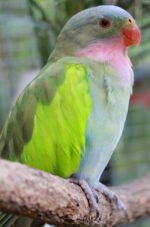 Princess Parrot