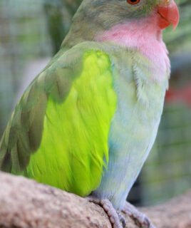 Princess Parrot