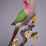 Princess Parrot