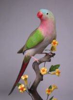 Princess Parrot
