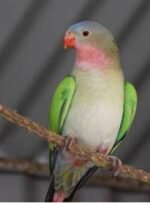 Princess Parrot