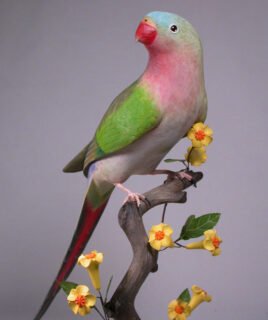 Princess Parrot