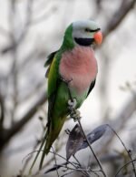 Red-Breasted Parakeet