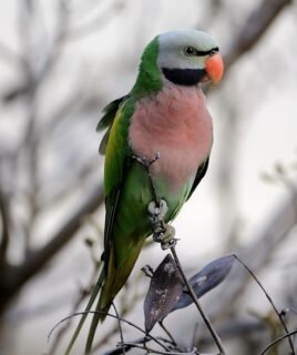 Red-Breasted Parakeet