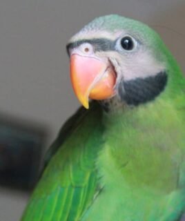 Red-Breasted Parakeet