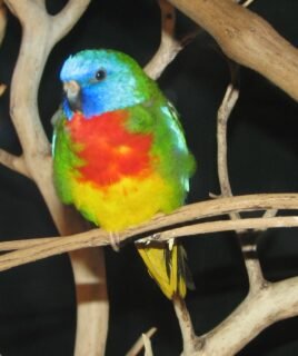 Scarlet-Chested Parrot