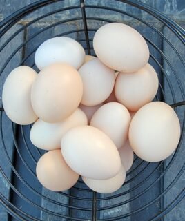 10+ Ayam Cemani Hatching Eggs