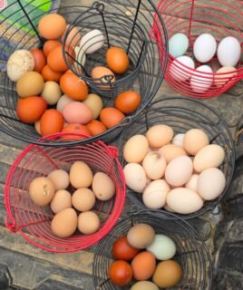 10+ Barnyard Mix Hatching Eggs