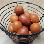 10+ Blue Black Splash Marans Hatching Eggs