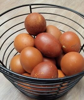 10+ Blue Black Splash Marans Hatching Eggs