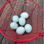 10+ Ermine x Ermine Ameraucana Hatching Eggs