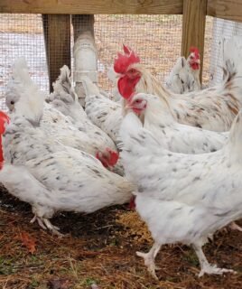 10+ Splash Copper Marans Hatching Eggs