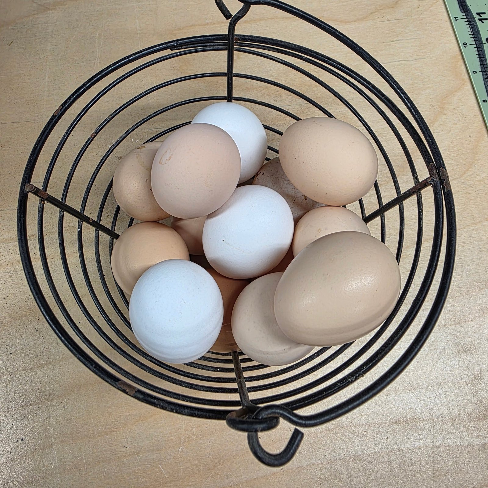 10+ Zombie (Ayam Cemani x White Leghorn) Hatching Eggs 10+ Zombie (Ayam Cemani x White Leghorn) Hatching Eggs