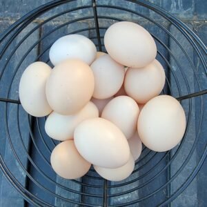 5+ Ayam Cemani Hatching Eggs