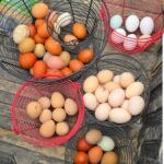 5+ Barnyard Mix Hatching Eggs