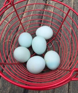 5+ Ermine x Ermine Ameraucana Hatching Eggs